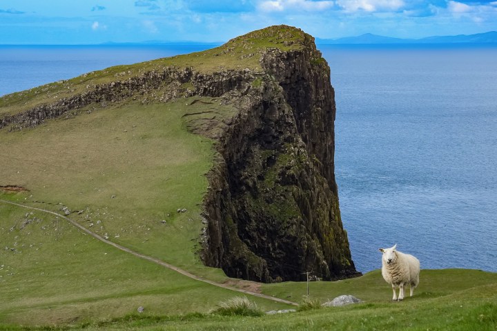 A sheep on a green headland above the blue sea