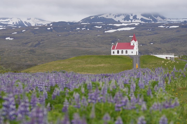 A white church with a red roof beyond a field of purple flowers