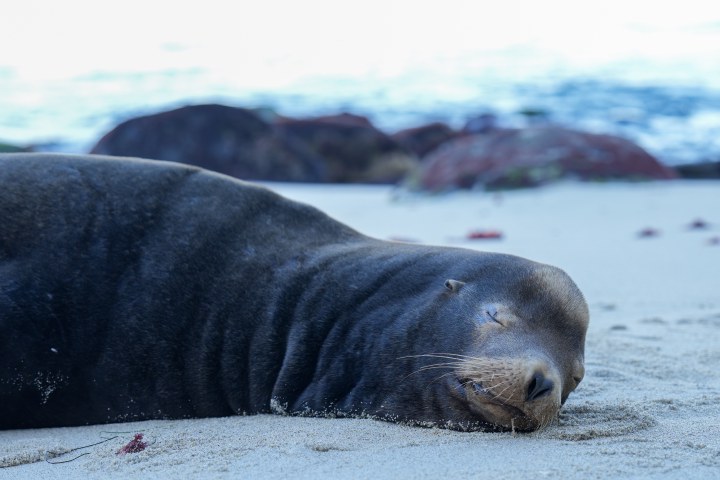 A seal resting on the sand beside the sea