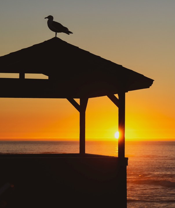 A bird perched on a shelter silhouetted against the setting sun