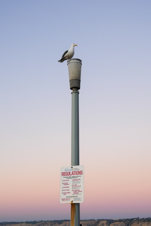 A bird perched on a tall pole against a pastel evening sky